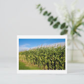 トウモロコシ畑 ポストカード (スタンド正面)