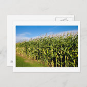 トウモロコシ畑 ポストカード (正面/裏面)