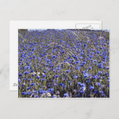 トウモロコシ花 ポストカード (正面/裏面)