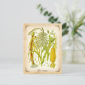 トウモロコシ（トウモロコシ） -ヴィンテージイラストレーション ポストカード (スタンド正面)