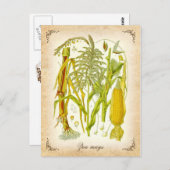 トウモロコシ（トウモロコシ） -ヴィンテージイラストレーション ポストカード (正面/裏面)