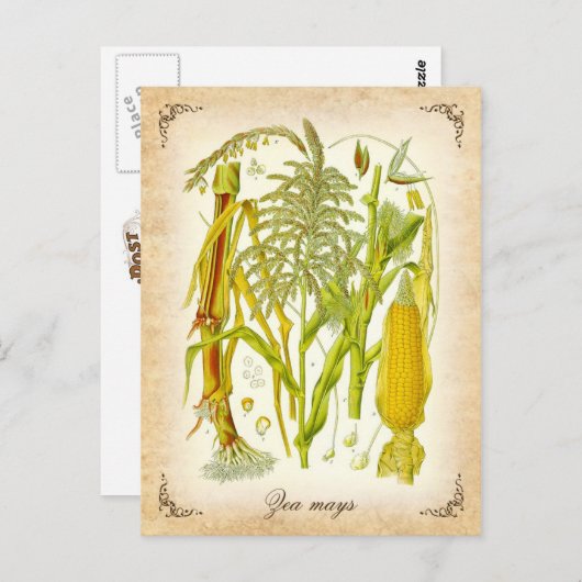 トウモロコシ（トウモロコシ） -ヴィンテージイラストレーション ポストカード (正面/裏面)