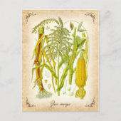 トウモロコシ（トウモロコシ） -ヴィンテージイラストレーション ポストカード (正面)