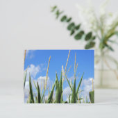 トウモロコシ ポストカード (スタンド正面)