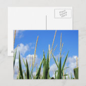 トウモロコシ ポストカード (正面/裏面)