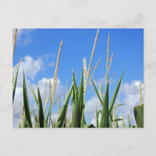 トウモロコシ ポストカード (正面)