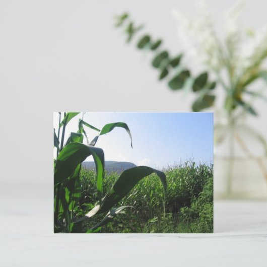 トウモロコシ ポストカード (スタンド正面)