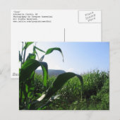 トウモロコシ ポストカード (正面/裏面)