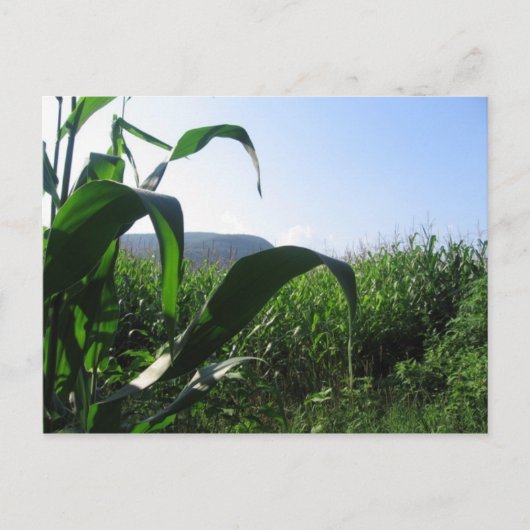 トウモロコシ ポストカード (正面)