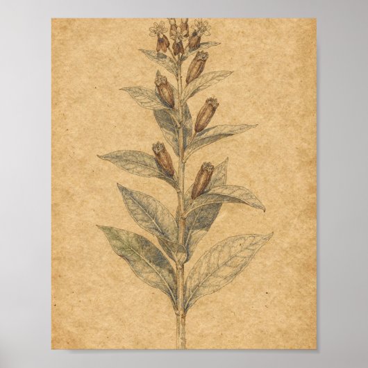 トウワタの実の植物画 ポスター (正面)