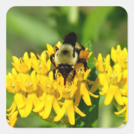トウワタの花で食事をする蜂 スクエアシール