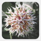 トウワタの花 スクエアシール (正面)