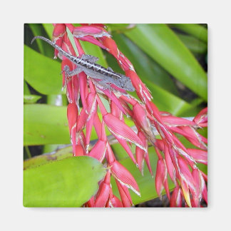 トカゲと美しい マグネット