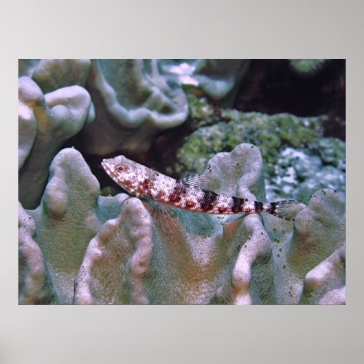 トカゲのバランス ポスター (正面)