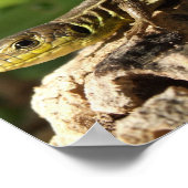 トカゲのポスター ポスター (角)