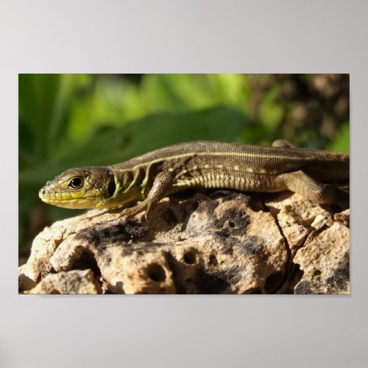 トカゲのポスター ポスター (正面)