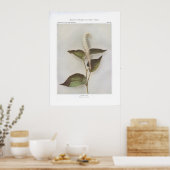 トカゲの尻尾 – Saurus cernuus ポスター (キッチン)