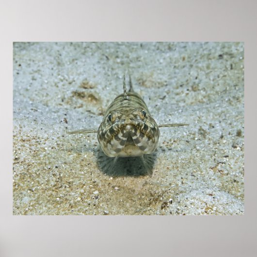 トカゲの視線を下に ポスター (正面)