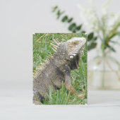 トカゲはがき ポストカード (スタンド正面)