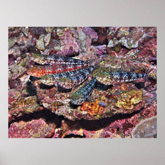 トカゲパーティーII ポスター (正面)