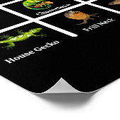 トカゲ爬虫類の種類 ポスター (角)