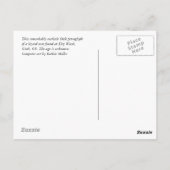 トカゲ青ガラス ポストカード (裏面)