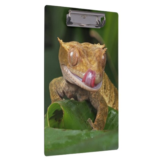トカゲ クリップボード (右)