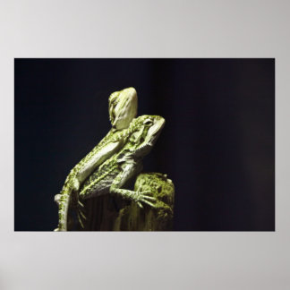 トカゲ ポスター