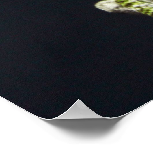 トカゲ ポスター (角)