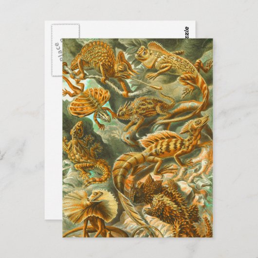 トカゲ ポストカード (正面/裏面)