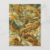 トカゲ ポストカード (正面)