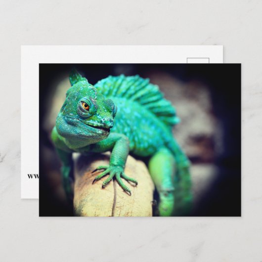 トカゲ ポストカード (正面/裏面)
