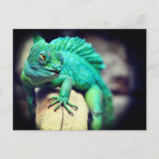 トカゲ ポストカード (正面)
