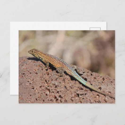 トカゲ ポストカード (正面/裏面)