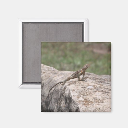 トカゲ マグネット (正面/裏面)