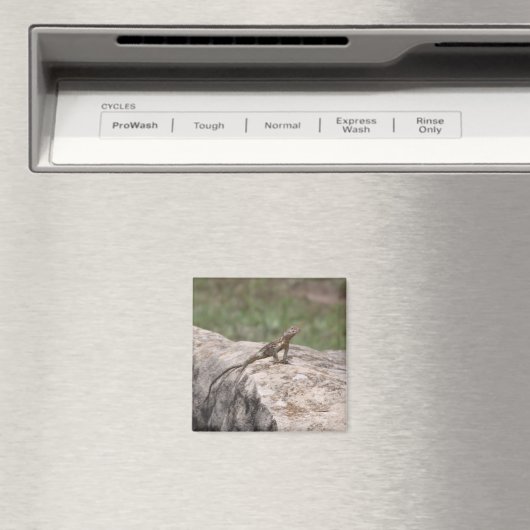 トカゲ マグネット (インサイチュ (食洗機))