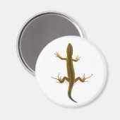 トカゲ マグネット (正面/裏面)