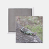 トカゲ マグネット (正面/裏面)