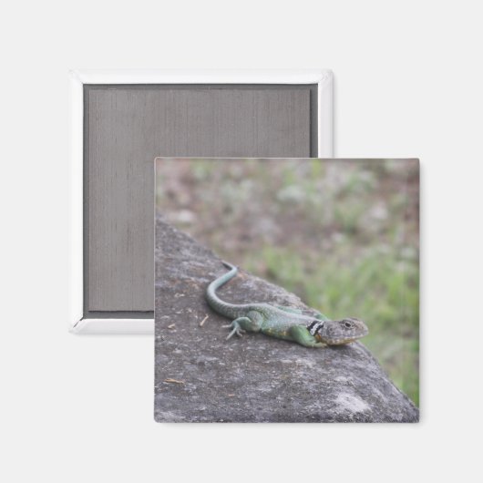 トカゲ マグネット (正面/裏面)