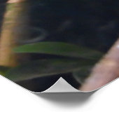 トカゲ，爬虫類，カメレオン，自然ウォールポスター ポスター (角)