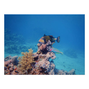 トガーフィッシュはサンゴ礁のサンゴの塊に乗っている ポスター