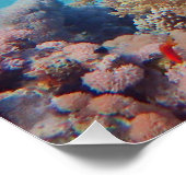 トガーフィッシュはサンゴ礁のサンゴの塊に乗っている | ポスター (コーナー)