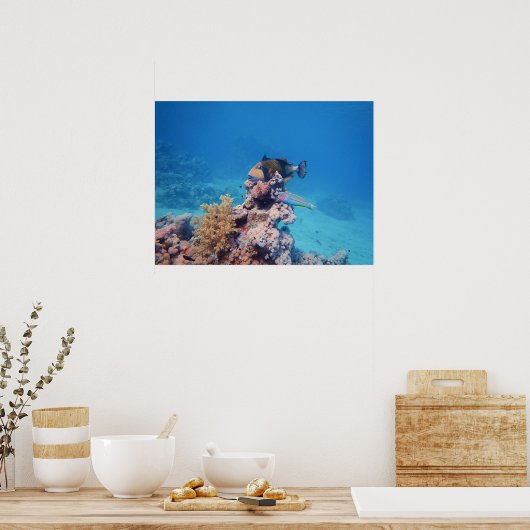 トガーフィッシュはサンゴ礁のサンゴの塊に乗っている | ポスター (キッチン)