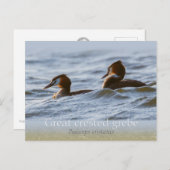 トキ素晴らしサシCC0757 ポストカード (正面/裏面)