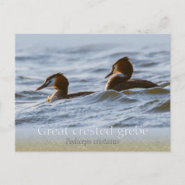 トキ素晴らしサシCC0757 ポストカード