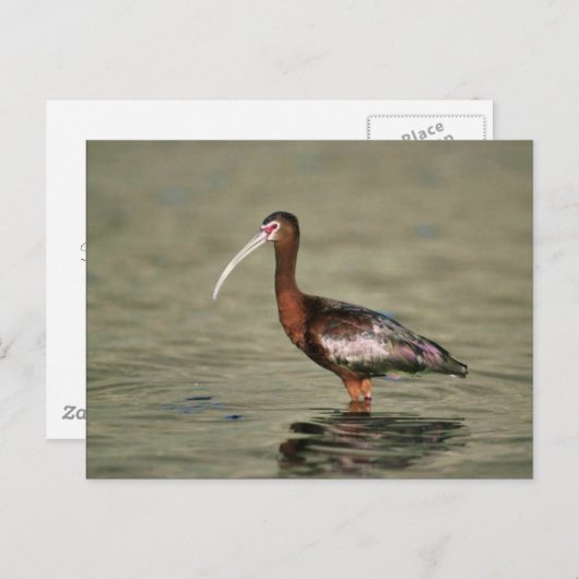 トキ ポストカード (正面/裏面)