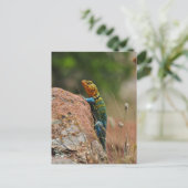 トゲカラフルール ポストカード (スタンド正面)