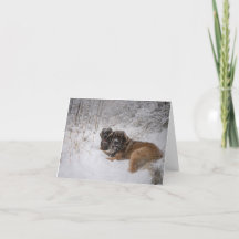 トゲザネスホリデー