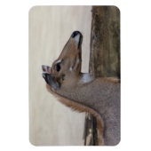 トゲモゲモドキ マグネット (縦)