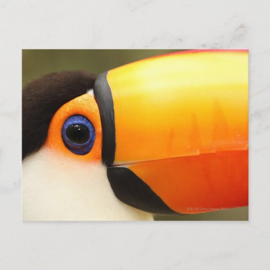 トコトウカン(ランファストトコ)は最大 ポストカード (正面)